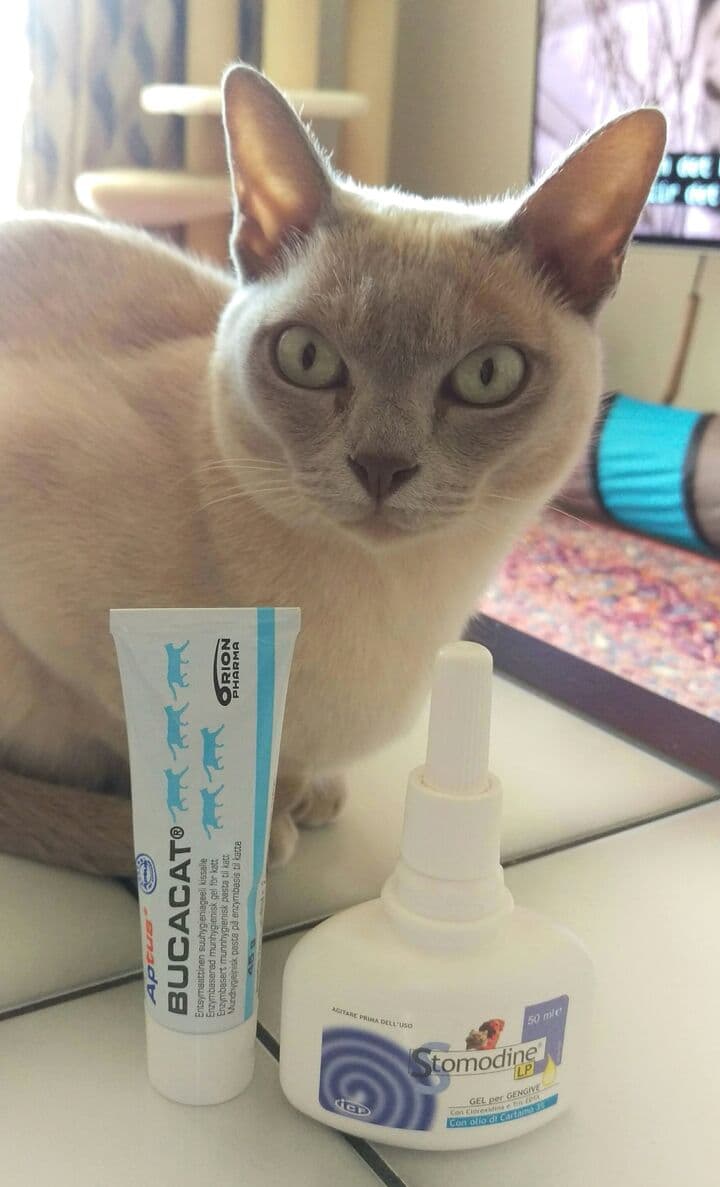 Förebygg tandproblem hos din katt!